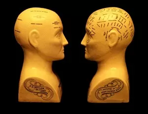 Images Dated 5th August 2004: Phrenology busts