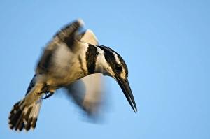 Pied kingfisher in flight Pied kingfisher in flight