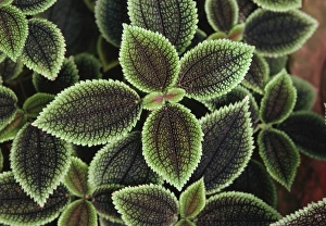 Images Dated 22nd July 2005: Pilea Moon Valley foliage