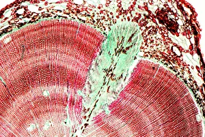 Light Microscope Gallery: Pine tree stem, light micrograph