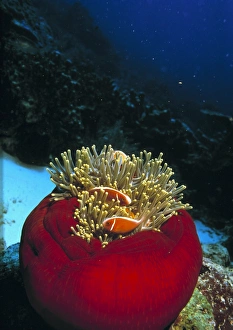 Images Dated 21st November 2002: Pink anemone fish