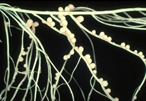 Pink nodules of Rhizobium leguminosarum Pink nodules of Rhizobium leguminosarum