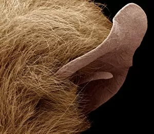 Images Dated 14th February 2007: Pipistrelle bat ear, SEM