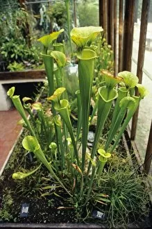 Images Dated 29th November 2004: Pitcher plants
