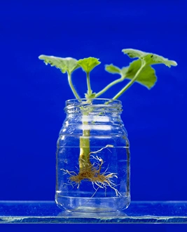 Plant cutting growing roots Plant cutting growing roots