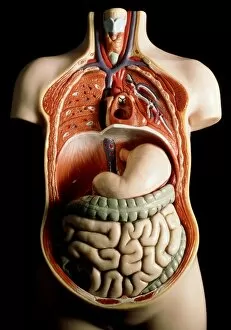 Plastic model of internal human organs