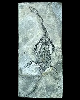 Images Dated 15th July 2003: Plesiosaur fossil