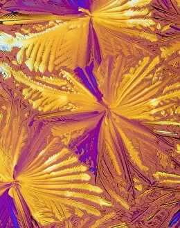 Images Dated 2nd February 2004: PLM of crystals of magnesium citrate drug