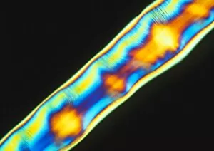Images Dated 4th November 1998: PLM of a synthetic liquid crystal polymer fibres