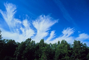 Plumes of cirrus cloud in the sky above trees Plumes of cirrus cloud in the sky above trees