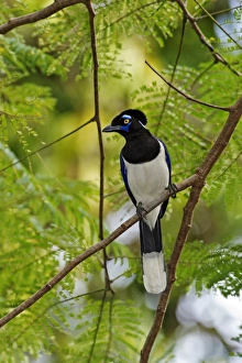 Plush-crested jay in a tree