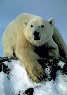 Images Dated 1st December 2004: Polar bear