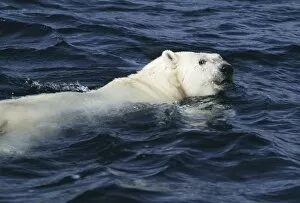 Images Dated 28th March 2003: Polar bear swimming