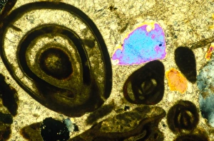 Polarised LM of Bracklesham limestone, thin section Polarised LM of Bracklesham limestone, thin section