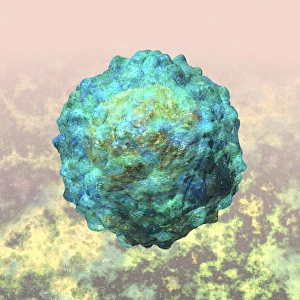 Polio virus particle, artwork C016/9606 Polio virus particle, artwork C016/9606
