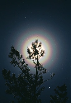 Pollen corona Pollen corona