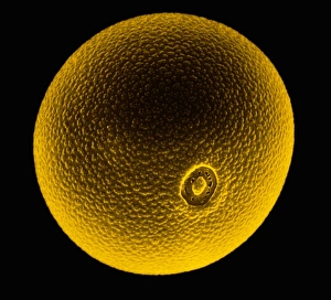 Pollen grain of Cocksfoot grass Pollen grain of Cocksfoot grass