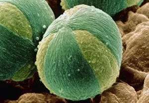 Images Dated 30th January 2004: Pollen grain of Sycamore tree