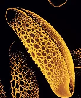 Images Dated 12th April 1985: Pollen grains of Billbergia flower