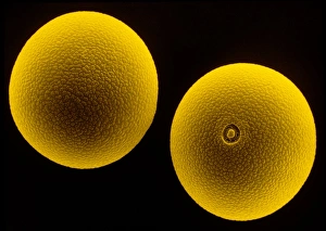 Pollen grains of Cocksfoot grass Pollen grains of Cocksfoot grass