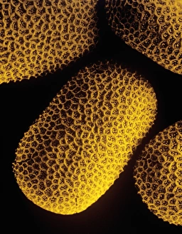 Pollen of Marsh Woundwort flower Pollen of Marsh Woundwort flower