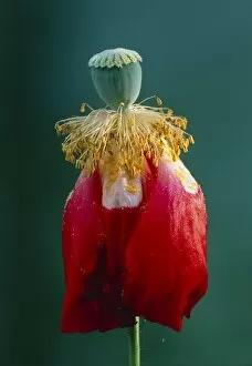 Images Dated 8th February 2000: Pollinated poppy