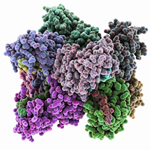 Poly(A)-binding protein and RNA complex Poly(A)-binding protein and RNA complex