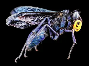 Wasp Gallery: Pompilid spider wasp C018 / 4316