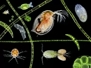 Phytoplankton Collection: Pond life