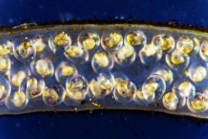 Pond snail egg mass, light micrograph Pond snail egg mass, light micrograph