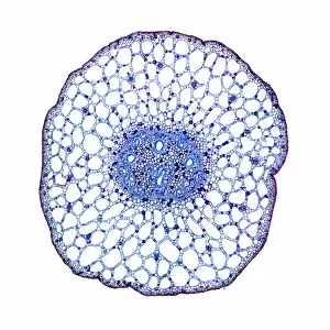 Images Dated 30th September 2010: Pondweed stem, light micrograph