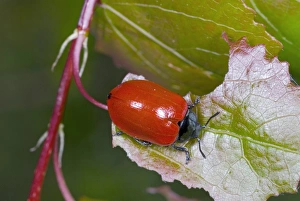 Poplar leaf beetle Poplar leaf beetle