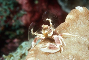 Porcelain crab feeding Porcelain crab feeding