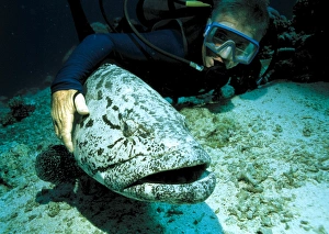 Images Dated 21st November 2002: Potato cod with diver
