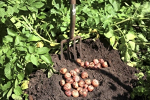 Potato crop Potato crop