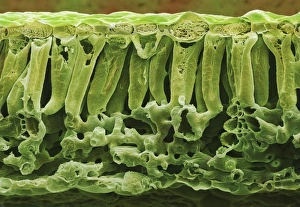 Potato Leaf ts (SEM) Potato Leaf ts (SEM)
