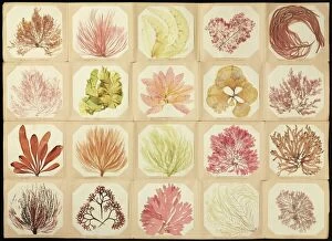 Images Dated 4th July 2013: Pressed seaweed specimens C016 / 6127