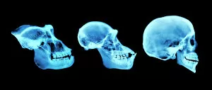 Trio Gallery: Primate skulls