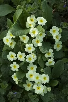 Primula Vulgaris Gallery: Primrose (Primula vulgaris) in flower