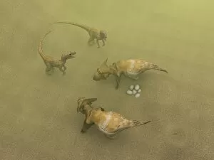 Protoceratops dinosaurs defending eggs