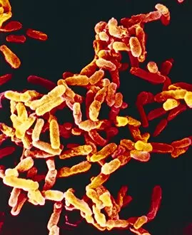 Images Dated 13th November 1992: Pseudomonas aeruginosa bacteria