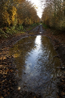 Fagus Sylvatica Photos Prints: Puddle on a path
