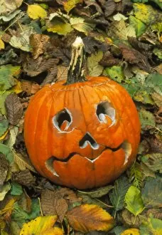 Images Dated 6th September 1999: Pumpkin cut into Halloween lantern