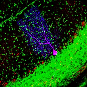 Confocal Gallery: Purkinje nerve cell