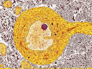 Cell Body Gallery: Purkinje nerve cell, TEM C014 / 0582