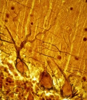 Cell Body Gallery: Purkinje nerve cells C013 / 9745