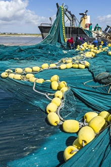 Purse Seine Fishing Net Loading Print, South Art Prints