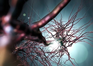 Neurones Gallery: Pyramidal nerve cells, artwork C017 / 2273