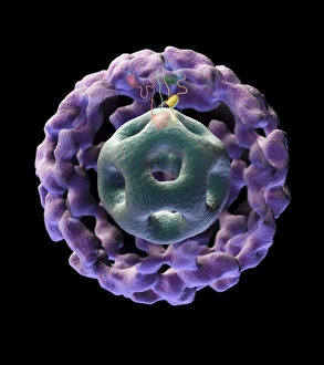 Biochemistry Gallery: Pyruvate dehydrogenase complex C018 / 9192