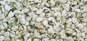 Images Dated 26th September 2001: Quartz pebbles